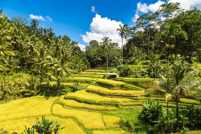 Best of Ubud 1-Day Private Tour - Why private transport makes this Ubud day work