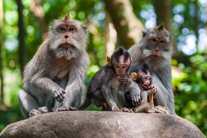 Best of Ubud 1-Day Private Tour - The guides are a major part of the value