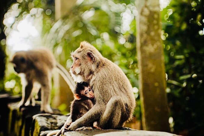 Best of Ubud: All-Inclusive Private Tour with Local Guide - Understanding Tirta Empul Temple in 30 minutes