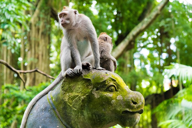 Best of Ubud Attractions: Private All-Inclusive Tour - Meeting the macaques at Sacred Monkey Forest Sanctuary
