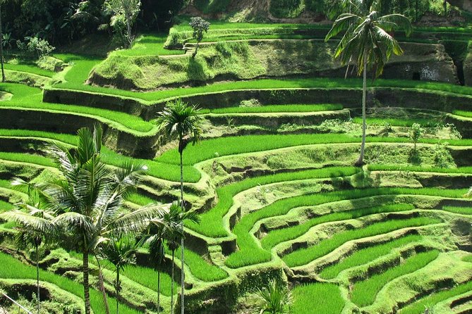 Best Of Ubud Tours - Key points at a glance