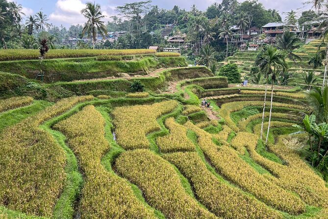 Best of Ubud - Ubud Tour Popular - All Inclusive - Tegenungan Waterfall, with time to get wet