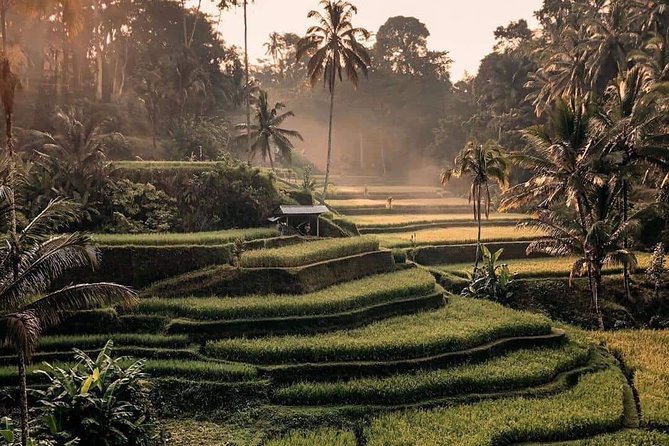 Best of Ubud Waterfalls, Tegalalang Rice Terrace and Swing Tour - Why this ten-hour Ubud day works