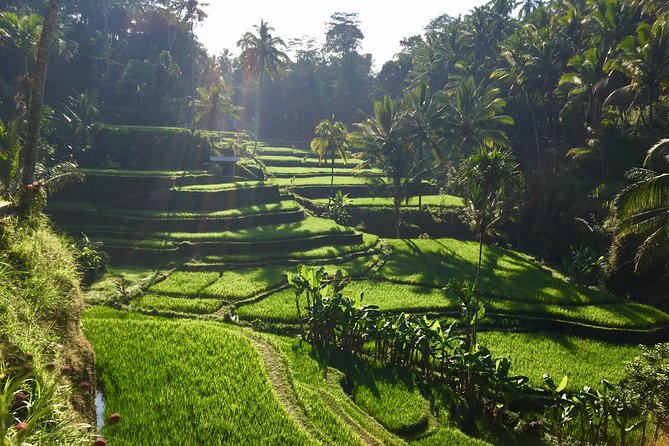Best of Ubud Waterfalls, Tegalalang Rice Terrace and Swing Tour - A private car, hotel pickup, and guide support