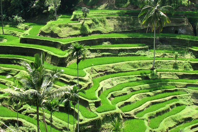 Best of Ubud with Jungle Swing Experience - What this private Ubud day is really like