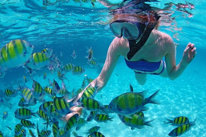 Best Snorkeling Trip at Blue Lagoon Bali - What you can see beneath the surface