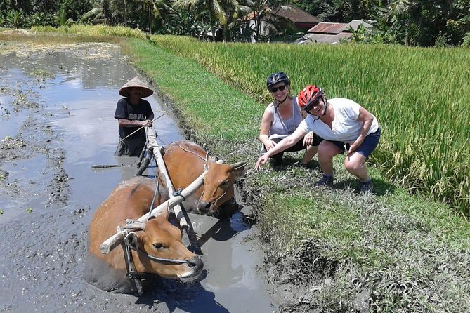 Bike ride in the rice fields, Bali countryside - A School Stop That Depends on the Calendar