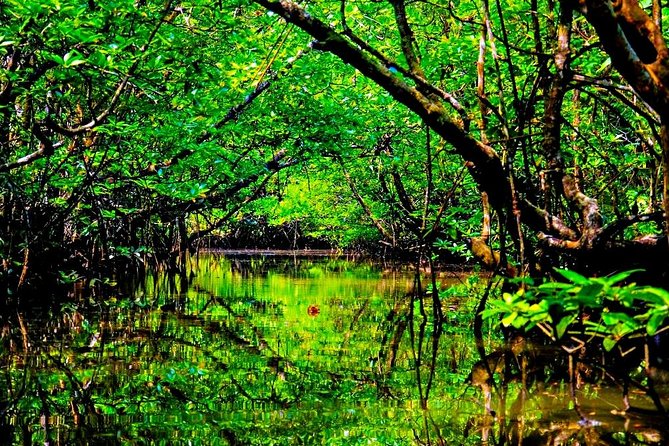Bintan Mangrove Discovery Tour - A good fit for a half-day resort break