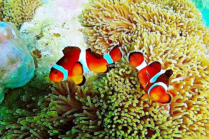 Bintan Snorkeling Tour - Key points to know before you go