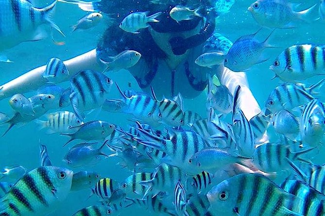 Bintan Snorkeling Tour - Who will get the most from this outing