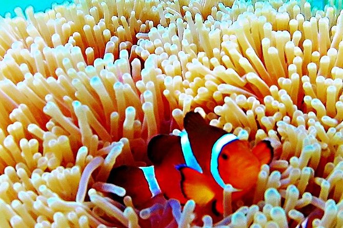 Bintan Snorkeling Tour - Water Clarity: The Important Tradeoff