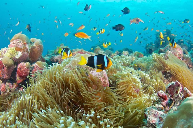 Bloo Lagoon Snorkeling East Bali Includes Transportation & Lunch - Why Blue Lagoon works for a first snorkeling day