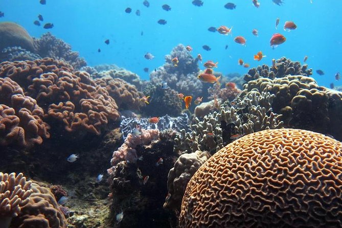 Bloo Lagoon Snorkeling East Bali Includes Transportation & Lunch - How good is the value at $82.50?