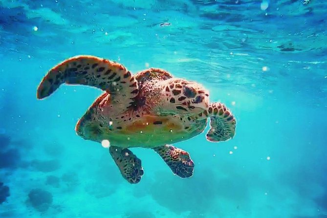 Blue Lagoon Bali Snorkeling Experience - What the $45.45 price really covers
