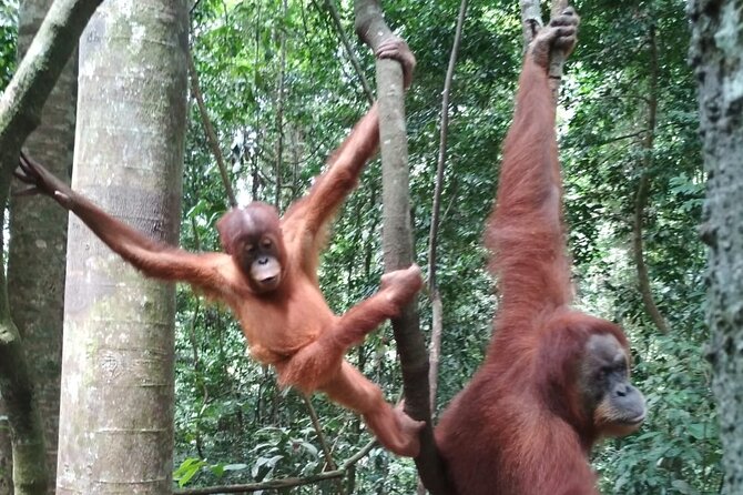 Bukit lawang 2 Day 1 Night with camping - River tubing is the memorable finish