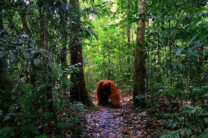 Bukit Lawang Berastagi 4 Days 3 Nights Volcano & Jungle Trekking - Why this four-day route works