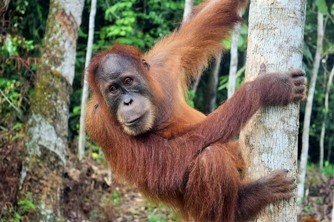 Bukit Lawang Berastagi 4 Days 3 Nights Volcano & Jungle Trekking - Day 4: Mount Sibayak before breakfast