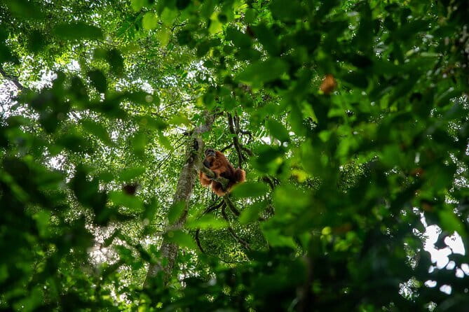 Bukit Lawang Berastagi 4 Days 3 Nights Volcano & Jungle Trekking - A hot spring finish at Pesona Sibayak View
