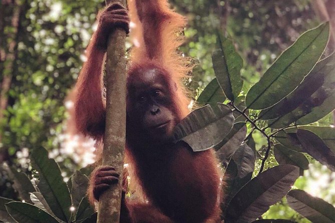 Bukit Lawang Full Day Jungle Trek - What the Bukit Lawang jungle trek is really like