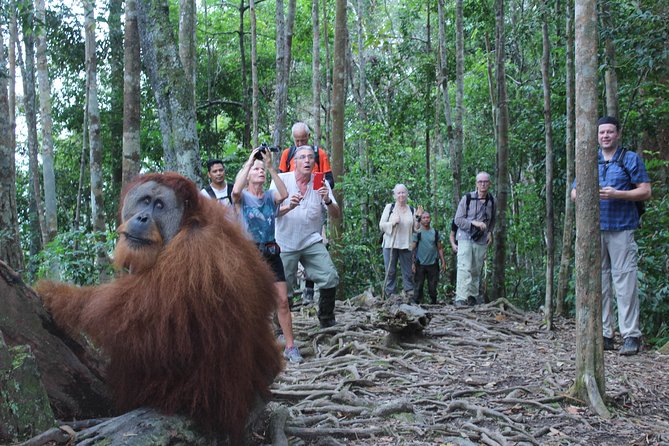 Bukit Lawang Full Day Jungle Trek - Why the guides make such a difference