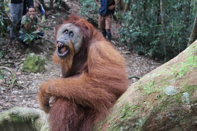 Bukit Lawang Full Day Jungle Trek - Is $72.48 good value?
