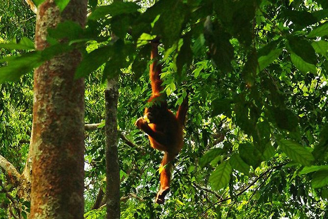 Bukit Lawang Full Day Jungle Trek - Inside the forest: animals, plants, and patient spotting