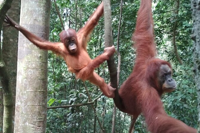 Bukit lawang tour 3days-2 night jungle trekking including rafting - Day one: five to six hours under the forest canopy