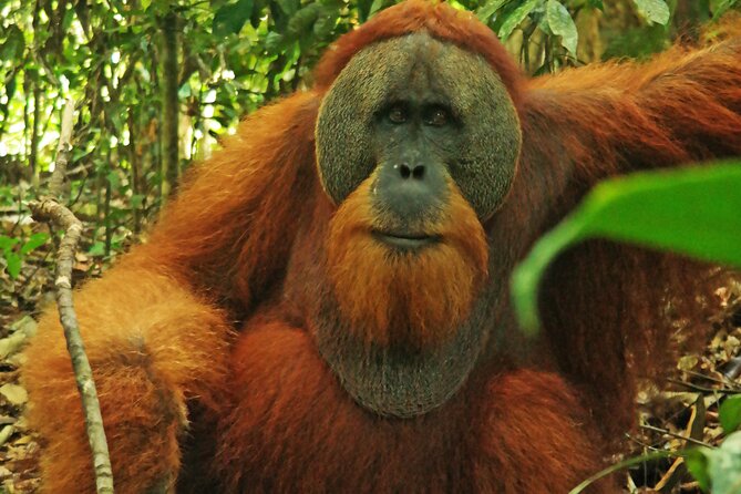 Bukit lawang tour 3days-2 night jungle trekking including rafting - Guide quality and group size
