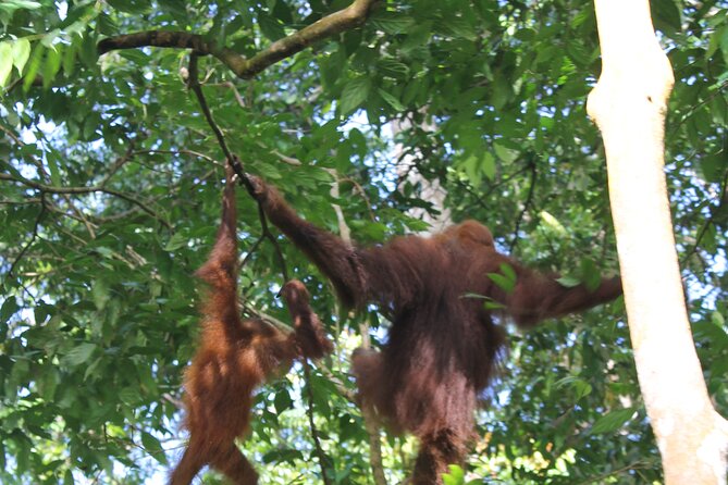 Bukit lawang tour 3days-2 night jungle trekking including rafting - Is $193.50 good value?