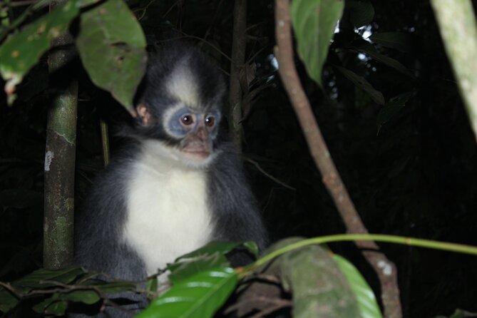 Bukit lawang tour 3days-2 night jungle trekking including rafting - Day two: the longest and most important forest day