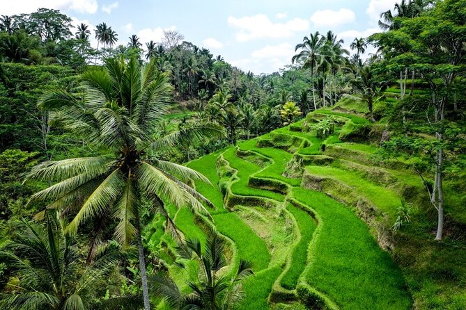 Central Bali Tour: Ubud Village, Kintamani Volcano, and Waterfall - Tegalalang Rice Terrace, with optional activities