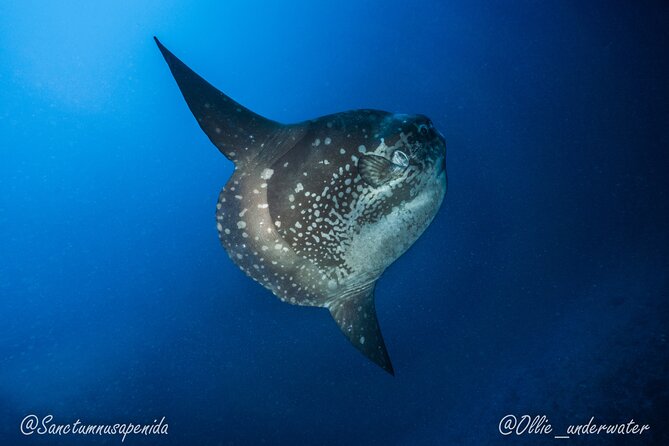 Certified Scuba Dive with Manta Rays (Open Water Diver minimum) - Why Manta Point is the main attraction