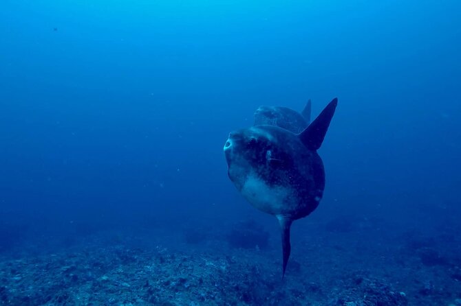 Certified Scuba Dive with Manta Rays (Open Water Diver minimum) - Meeting at Sanctum Dive in Nusa Penida