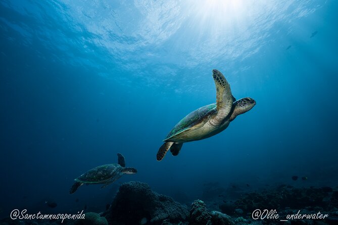 Certified Scuba Dive with Manta Rays (Open Water Diver minimum) - The drawbacks serious scuba users should consider