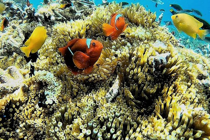 Day Trip Secret Island West Of Lombok - Gili Gede: The First Taste of Island Water