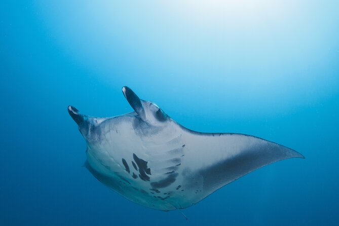 Day Trip snorkeling Nusa Penida - Manta 3 sites (from south bali) - The Sanur Check-In and Speedboat Ride