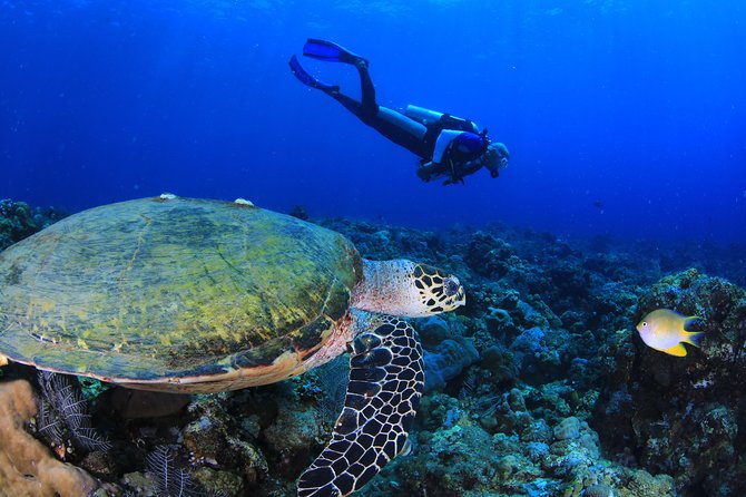Discover Scuba Diving - One ocean session at Coral Garden or the USAT Liberty