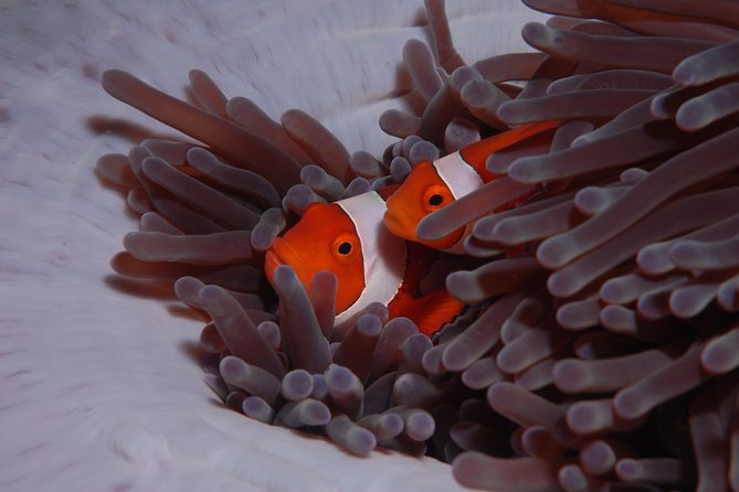 Discover Scuba Diving - What the instructor support means for a beginner