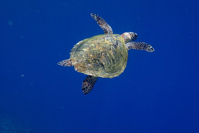 Discover Scuba Diving in Pemuteran - Diving Initiation in Bali (Menjangan Park) - The first session around Menjangan Island