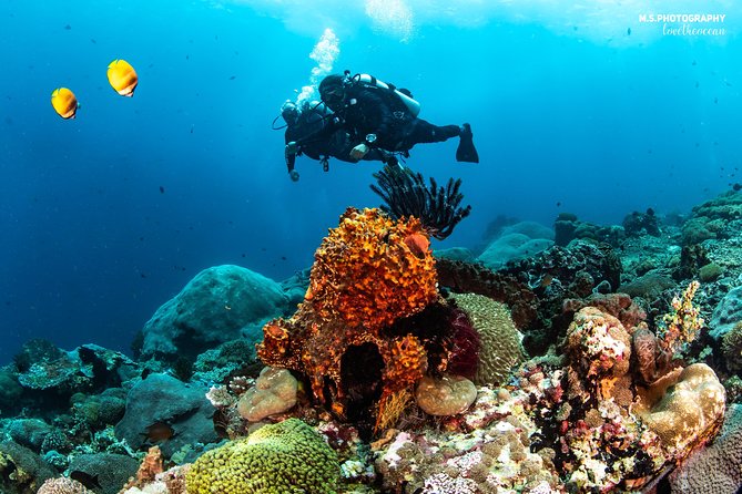 Discover Scuba Diving in Pemuteran - Diving Initiation in Bali (Menjangan Park) - The island break and lunch