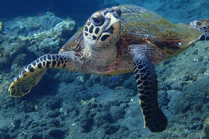 Discover Scuba Diving in Pemuteran - Diving Initiation in Bali (Menjangan Park) - Equipment, facilities, and comfort