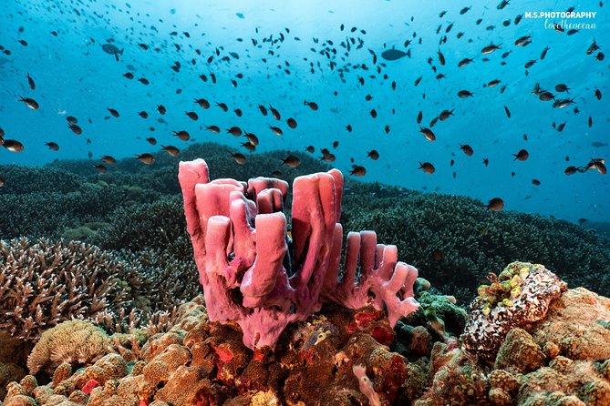 Discover Scuba Diving in Pemuteran - Diving Initiation in Bali (Menjangan Park) - The instructors and the tone of the day