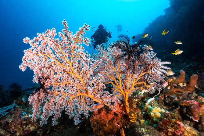 Discover Scuba Diving in Tulamben - Diving Initiation in Bali best diving sites - What the private format is really worth