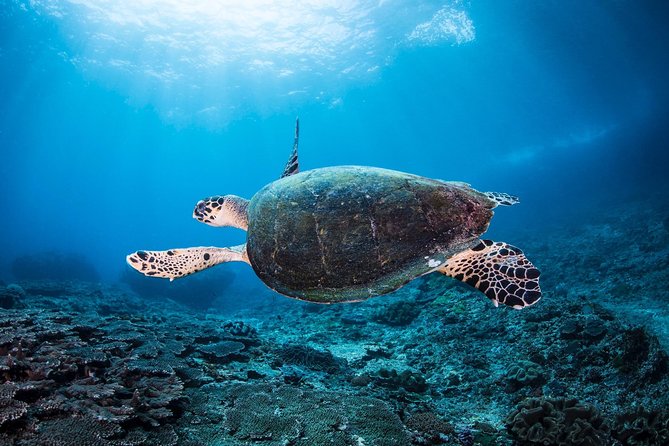 Discover Scuba Diving in Tulamben - Diving Initiation in Bali best diving sites - Timing, transport, and the shape of the day