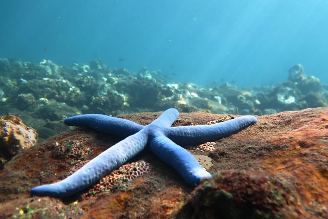 Discover Scuba Diving Tulamben Bali For Non-Certified Divers - Key points to know before you book