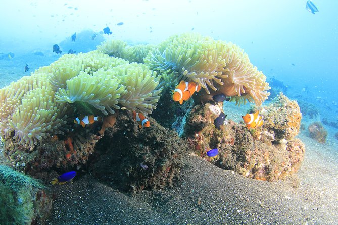 Discover Scuba Diving Tulamben Bali For Non-Certified Divers - The early pickup from Kuta to Sanur