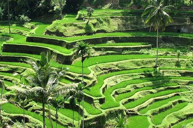 Discover the best waterfalls in Ubud and rice terraces tour - The day’s pace, walking, and comfort