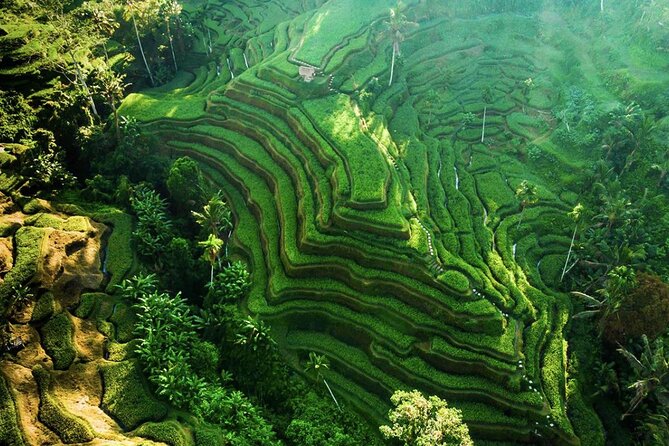 Discover Ubud: Exotism Ubud and Optional Meet the Bali Shaman - Tegalalang Rice Terrace: Bali’s rice culture in one hour
