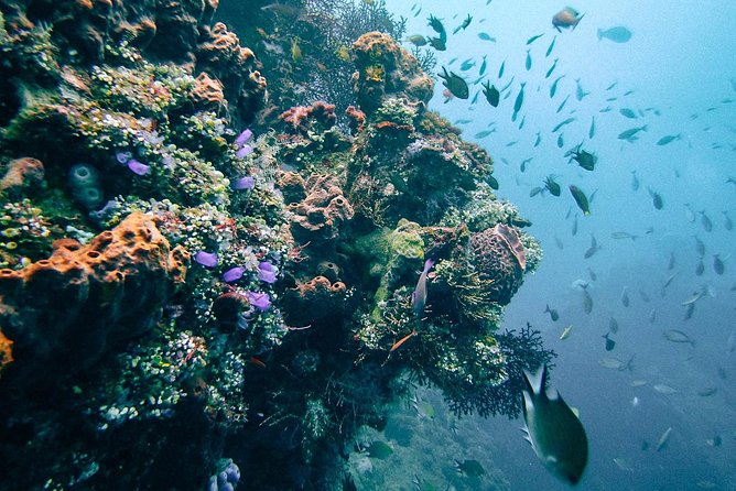 Dive at Tulamben Bali USS Liberty Ship Wreck - Who will enjoy this most?