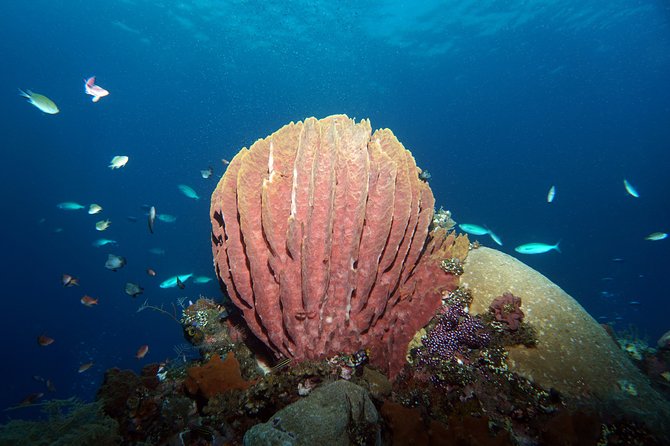 Diving at Tulamben Liberty Shipwreck 2 dives for certified divers - Equipment, lunch, and the value of $143